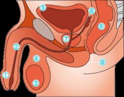 prostate-250x195.jpg