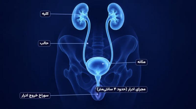 عکس مجرای ادرار بانوان با برچسب فارسی: کلیه، حالب، مثانه و مجرای ادرار حدود ۴ سانتی متر