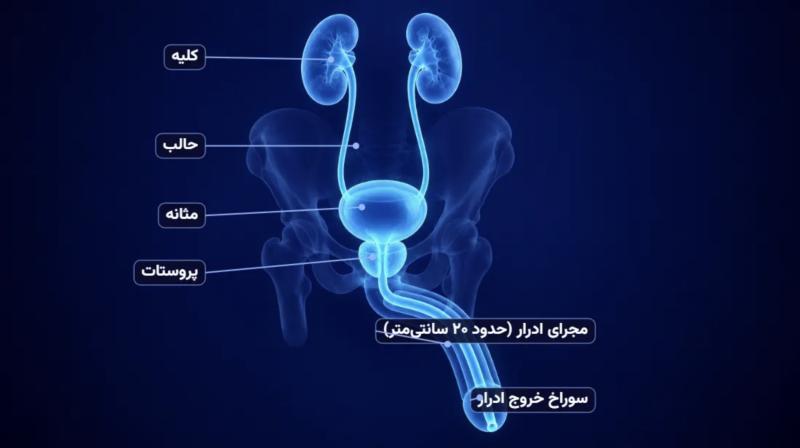 عکس مجرای ادرار مردان با برچسب فارسی: کلیه، حالب، مثانه، پروستات و مجرای ادرار حدود ۲۰ سانتی متر