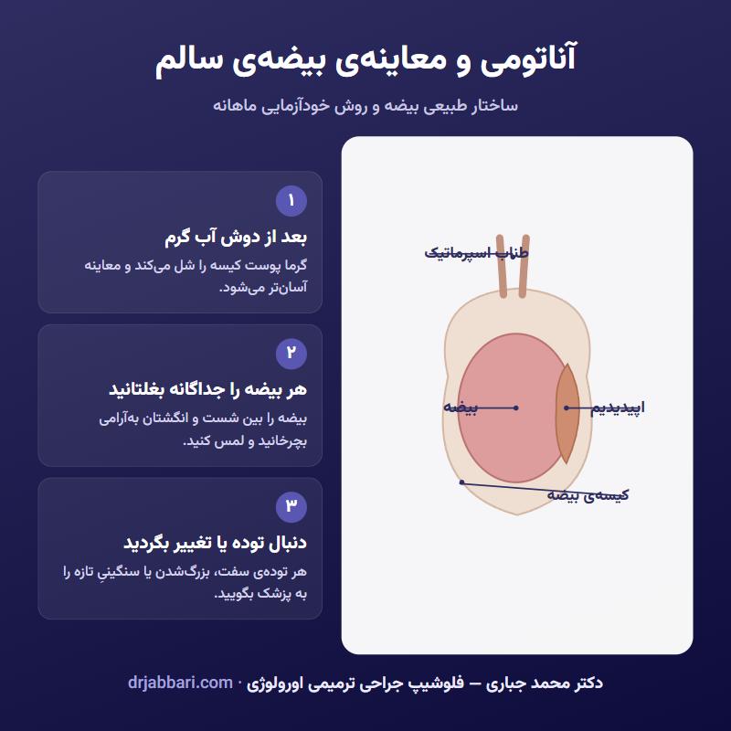 عکس بیضه سالم و آناتومی بیضه؛ راهنمای معاینه و خودآزمایی بیضه